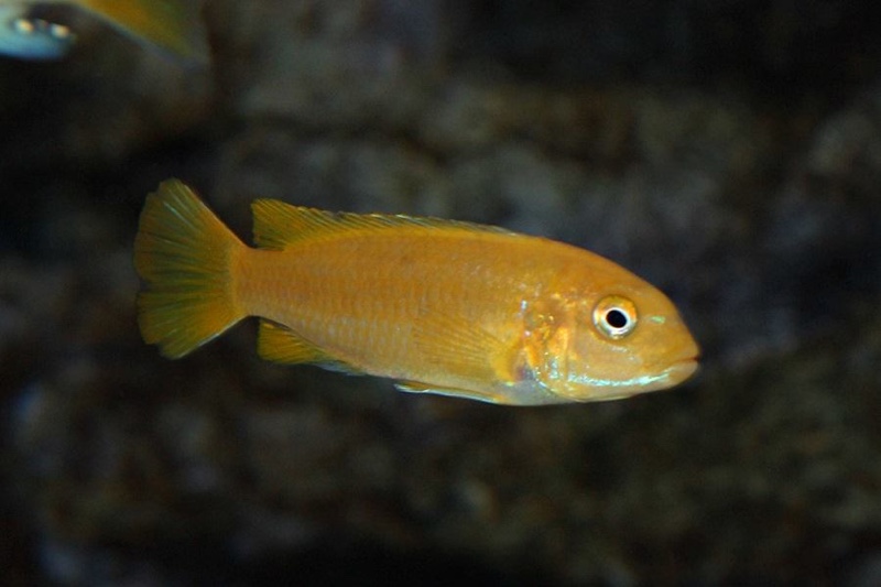 Pseudotropheus johannii